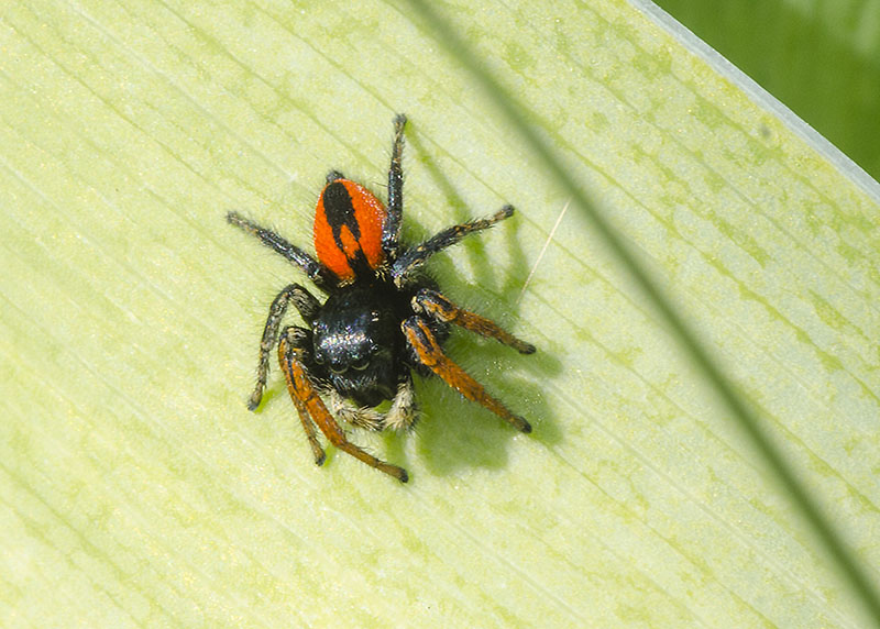 Philaeus chrysops m.  - L''Aquila